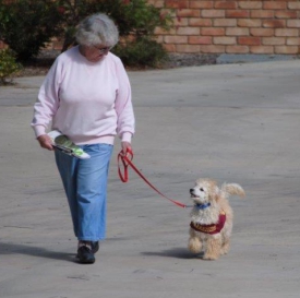 Disability aid working dog